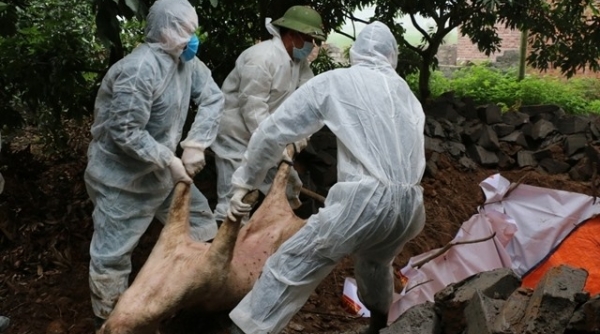 Dịch tả lợn Châu Phi lan rộng, 16.600 con lợn bị tiêu hủy trên 16 tỉnh, thành