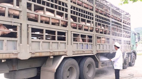 Đà Nẵng: Kiểm soát nghiêm ngặt lợn từ phía bắc vào