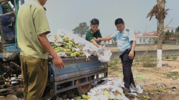 Bình Phước: Tiêu hủy 6,6 tấn xoài tươi nhập lậu từ Campuchia