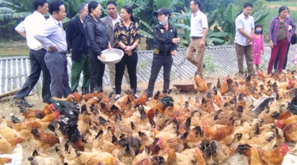Huyện Thanh Chương (Nghệ An): Phát triển thương hiệu gà sạch