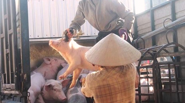 Quảng Nam: Lập 2 chốt mới phòng chống dịch tả lợn châu Phi