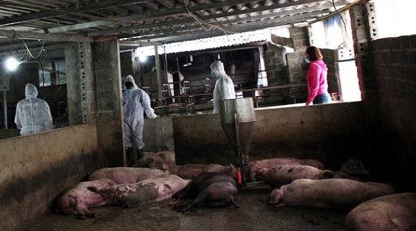 Phát hiện dịch tả lợn châu Phi tại Lai Châu