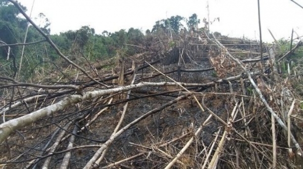 Nghệ An: Phó chủ tịch UBND xã phá rừng phòng hộ… trồng keo