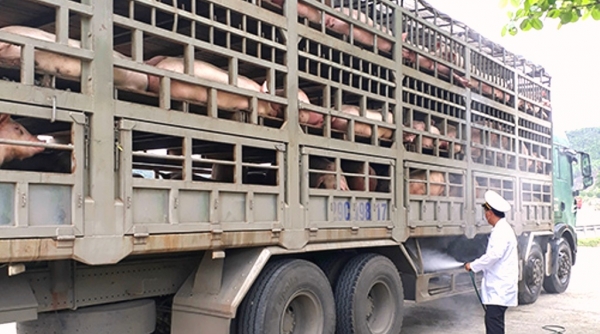Đà Nẵng: Khẩn cấp chống xâm nhiễm dịch tả lợn châu Phi