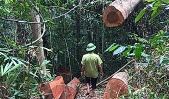 Quảng Bình: “Máu rừng”... tiếp tục chảy