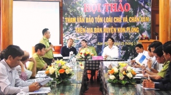 KonPlông-KonTum: Loài voọc chà vá quý hiếm cần được bảo vệ khẩn cấp