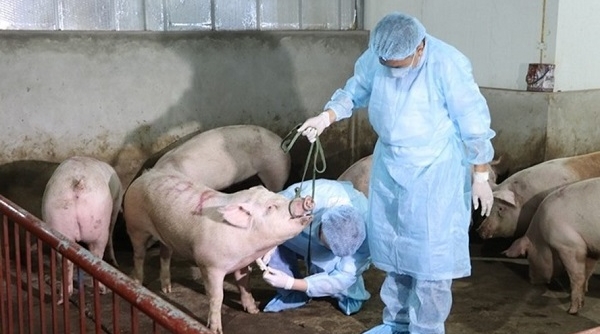 Hà Nội: Tăng cường công tác phòng, chống dịch tả lợn Châu Phi