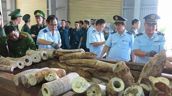 Hải quan Đà Nẵng: Bắt giữ lô hàng khủng hơn 9,1 tấn nghi ngà voi