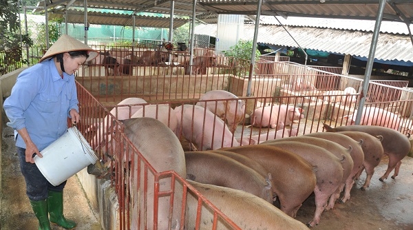 Các bộ, ngành “ráo riết” chặn dịch tả lợn Châu Phi