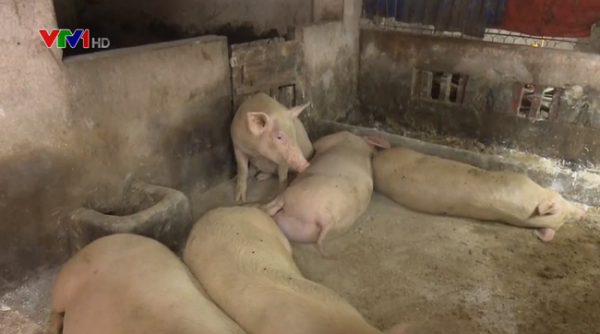 Quảng Trị: Xuất hiện ổ dịch tả lợn châu Phi đầu tiên