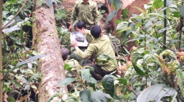 Nghệ An: Bắt 2 người Lào đốn hạ cây sa mu quý hiếm