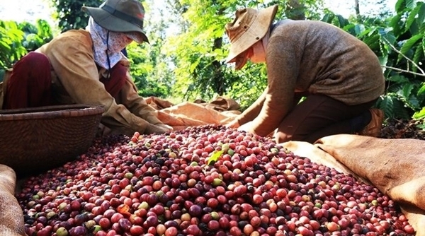 Thị trường nông sản ngày 2/4: Giá cà phê giảm, tiêu đi ngang