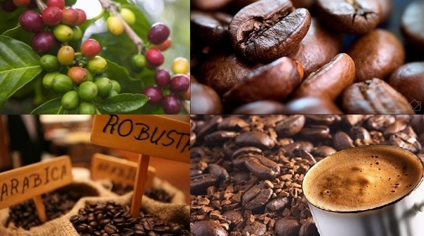 Thị trường nông sản ngày 4/4: Giá cà phê tăng gần 1.000 đồng, tiêu đi ngang
