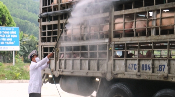 Đà Nẵng: Tăng cường kiểm soát, siết chặt tất cả các khâu từ việc nhập lợn ngoài tỉnh