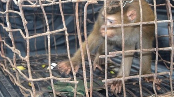 VQG Vũ Quang (Hà Tĩnh): Tiếp nhận, chăm sóc cho cá thể khỉ mốc quý hiếm