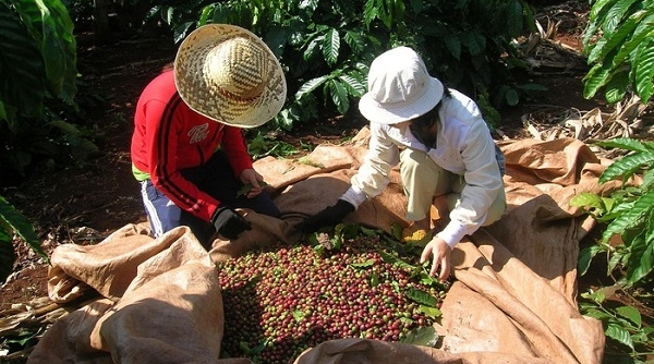 Quý I/2019, xuất khẩu cà phê giảm mạnh