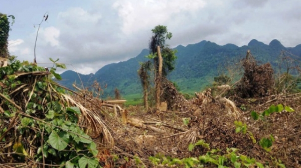 Quảng Bình: Nạn phá rừng dưới chân đèo Đá Đẻo
