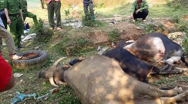 Huyện Ngân Sơn (Bắc Kạn): Trâu bò chết hàng loạt, chưa rõ nguyên nhân