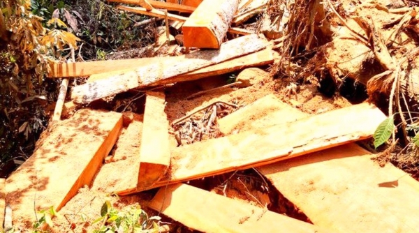 Quảng Nam: Phát hiện vụ phá rừng phòng hộ Đắk Mi quy mô lớn