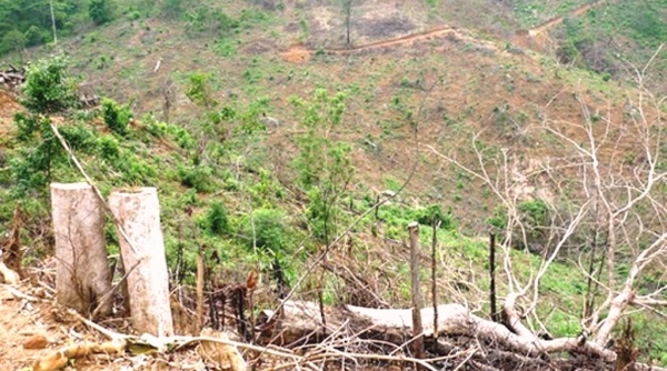 Bình Định: Khởi tố vụ án phá 11.300 m2 rừng tự nhiên
