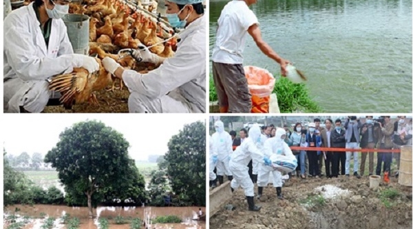 Hà Nội: Chính sách hỗ trợ sản xuất nông nghiệp do thiên tai, dịch bệnh