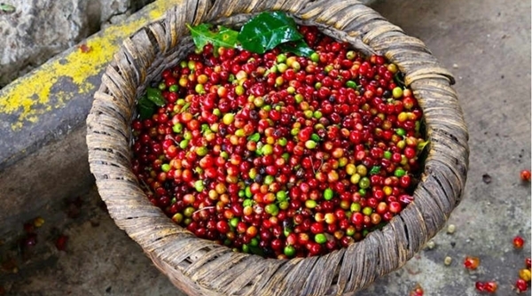 Giá nông sản ngày 16/4/2019: Giá cà phê tăng 600 đồng/kg, giá tiêu đi ngang