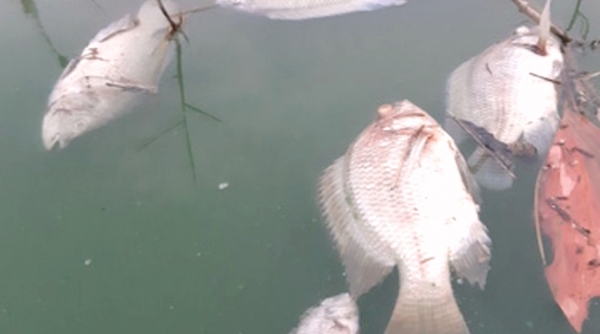 Đà Nẵng: Gần 2 km kênh bất ngờ đổi màu bất thường, kèm hiện tượng cá chết rải rác