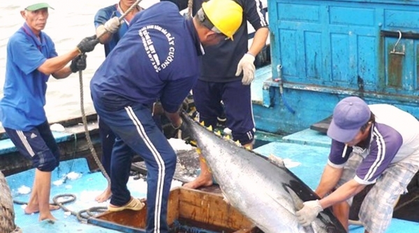 Bình định: Ngư dân phấn khởi vì trúng cá ngừ đại dương