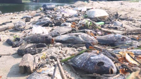 Cá chết hàng loạt ở cửa sông Phú Lộc và bờ vịnh Đà Nẵng