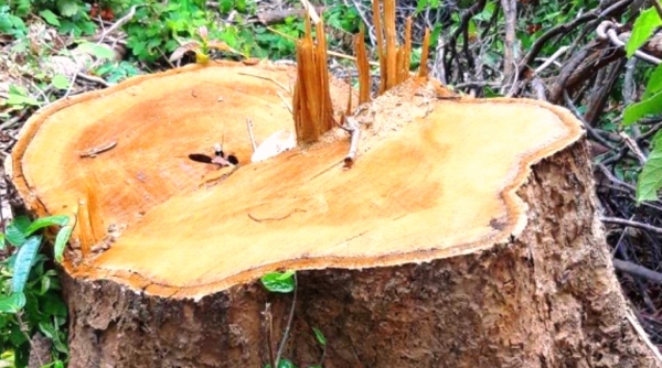 Kon Tum: Chi cục Kiểm lâm vùng IV vào cuộc vụ rừng cổ thụ bị phá ở giữa 2 trạm bảo vệ