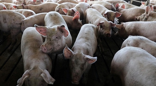 Tiếp tục các biện pháp quyết liệt phòng, chống, xử lý bệnh dịch tả lợn Châu Phi