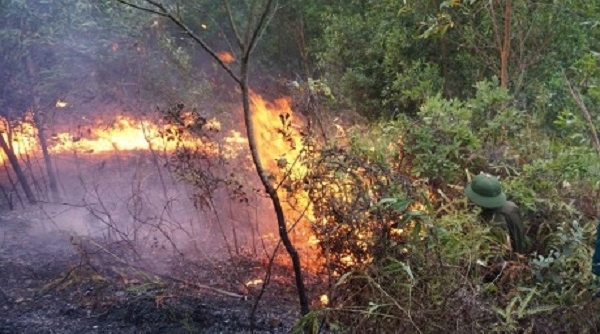 Cảnh báo nguy cơ cháy rừng ở 11 tỉnh