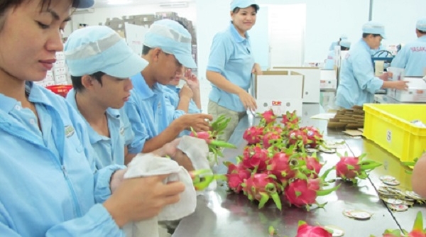 Nông sản Việt Nam vươn xa thế giới: Thương hiệu dần được khẳng định