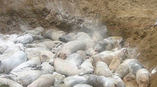 Thanh Hóa: Xuất hiện dịch tả lợn châu Phi tại huyện Hậu Lộc