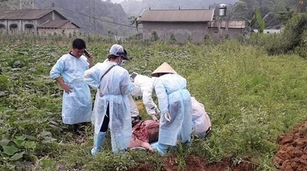 Xuất hiện 11 ổ dịch tả lợn châu Phi tại Cao Bằng trong vòng nửa tháng