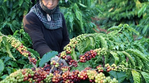 Tháng 4/2019: Xuất khẩu cà phê tiếp tục giảm mạnh
