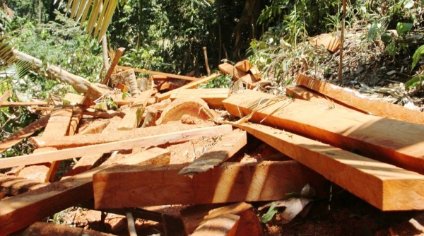 Quảng Nam: Xác định 3 nghi phạm tham gia trực tiếp phá rừng Trà Leng, huyện Nam Trà My