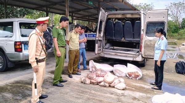 Quảng Nam: Bắt giữ nửa tấn thịt lợn và mỡ động vật trên QL1A