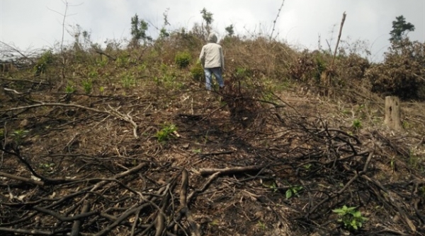 Nghệ An: Xử phạt công ty nguyên liệu TH 40 triệu đồng vi phá rừng trái phép