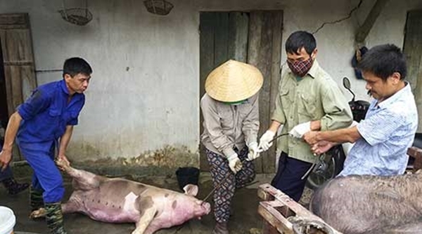 Bắc Ninh: Lập 3 đoàn liên ngành thanh tra công tác phòng, chống dịch tả lợn châu Phi