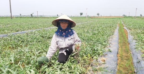 Nghệ An: Xót xa 5 sào dưa hấu của nông dân đang đến mùa thu hoạch bị kẻ xấu chặt phá
