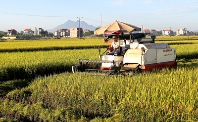 Đóng góp của Agribank trong chuỗi giá trị lúa gạo bền vững tại Việt Nam