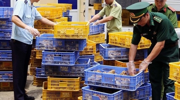Quảng Ninh: Bắt giữ đối tượng vận chuyển hơn 22.000 con gà giống không rõ nguồn gốc