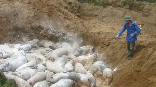 Hơn 1,22 triệu con lợn bị tiêu hủy do dịch tả lợn châu Phi