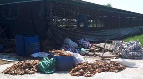 Hà Tĩnh: Bị ném gạch đá vào trang trại, gần 1.200 con gà chết