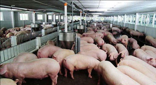 Xuất hiện dịch tả lợn châu Phi tại Hậu Giang, các tỉnh ĐBSCL tập trung chặn dịch