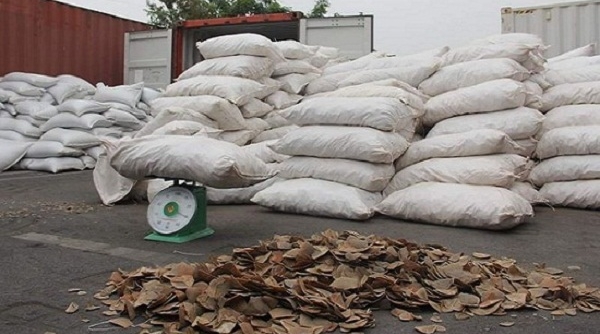 Hải Phòng: Bắt giữ hơn 8 tấn vẩy tê tê tại cảng Vip Green