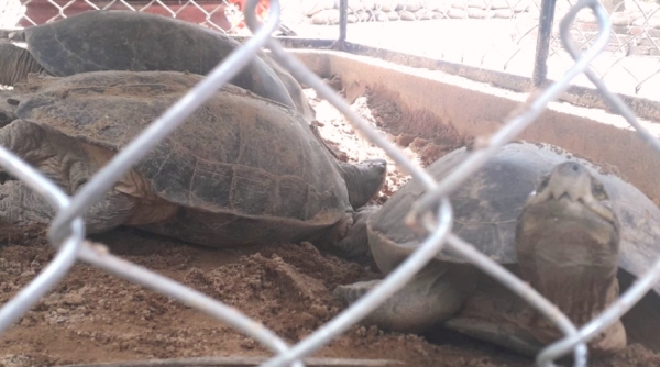 Quảng Nam: Phát hiện 7 cá thể rùa nuôi trái phép tại Bắc Trà My