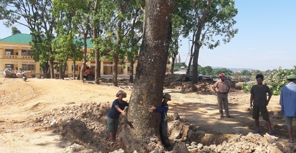 Xã Long Thành (Yên Thành, Nghệ An): Giáo viên, phụ huynh phản đối việc chặt hạ hàng loạt cây xanh