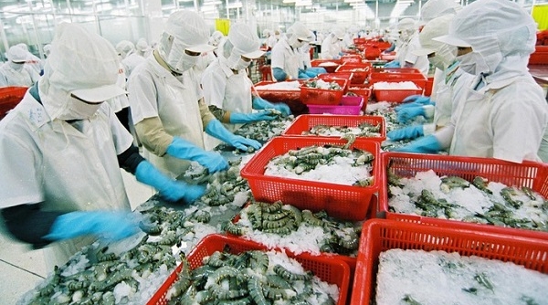 Tận dụng thuận lợi từ các FTA, tôm Việt tăng xuất khẩu sang Nhật Bản